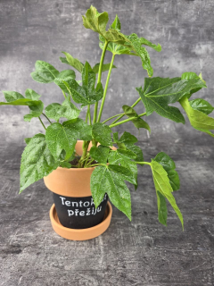 Fatsia Japonica 12 cm